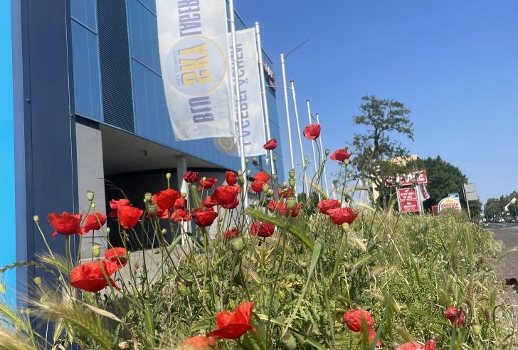 selfstorage frankfurt lager lagerfläche lagerräume Blumenwiese grün Wiese Insekten Bienen